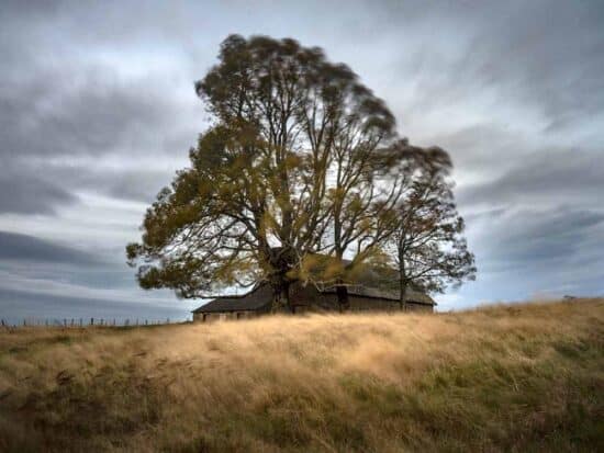 Arbre et buron